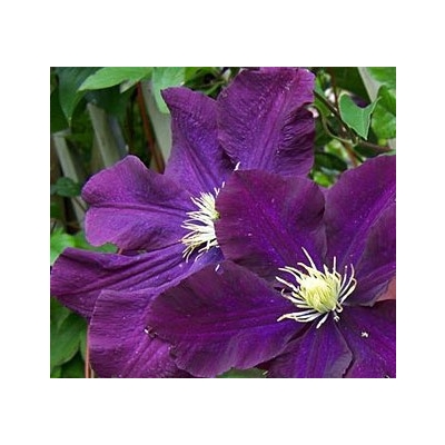 Powojnik clematis Warszawska Nike fioletowopurpurowy
